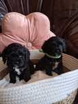 Cavapoo piesek black mama cavalier tata pudel toy red