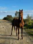 Cavalo inteiro 5 anos