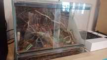 Terrarium na gady patyczaki