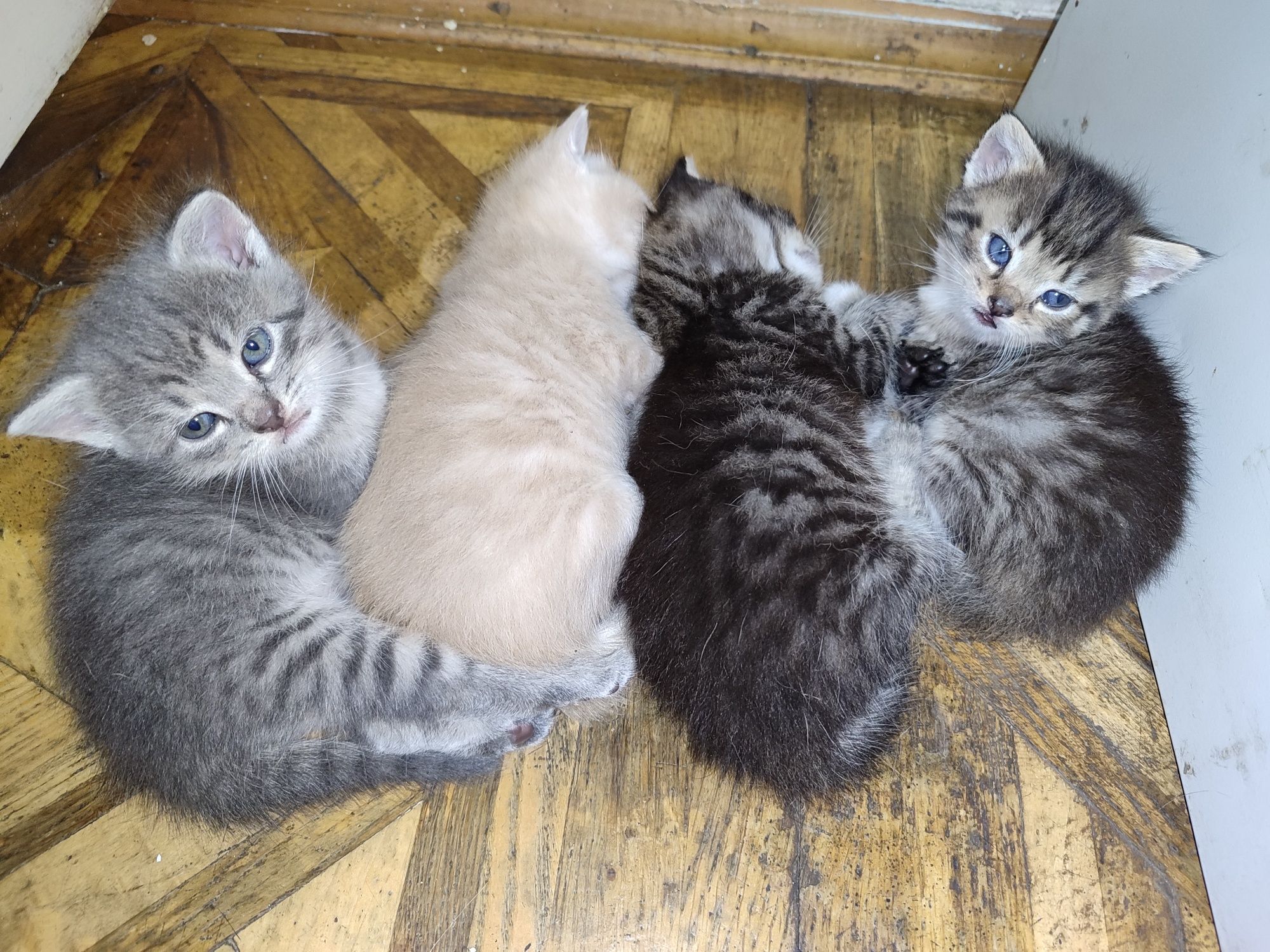 Котенята 2 хлопчики 2 дівчинки