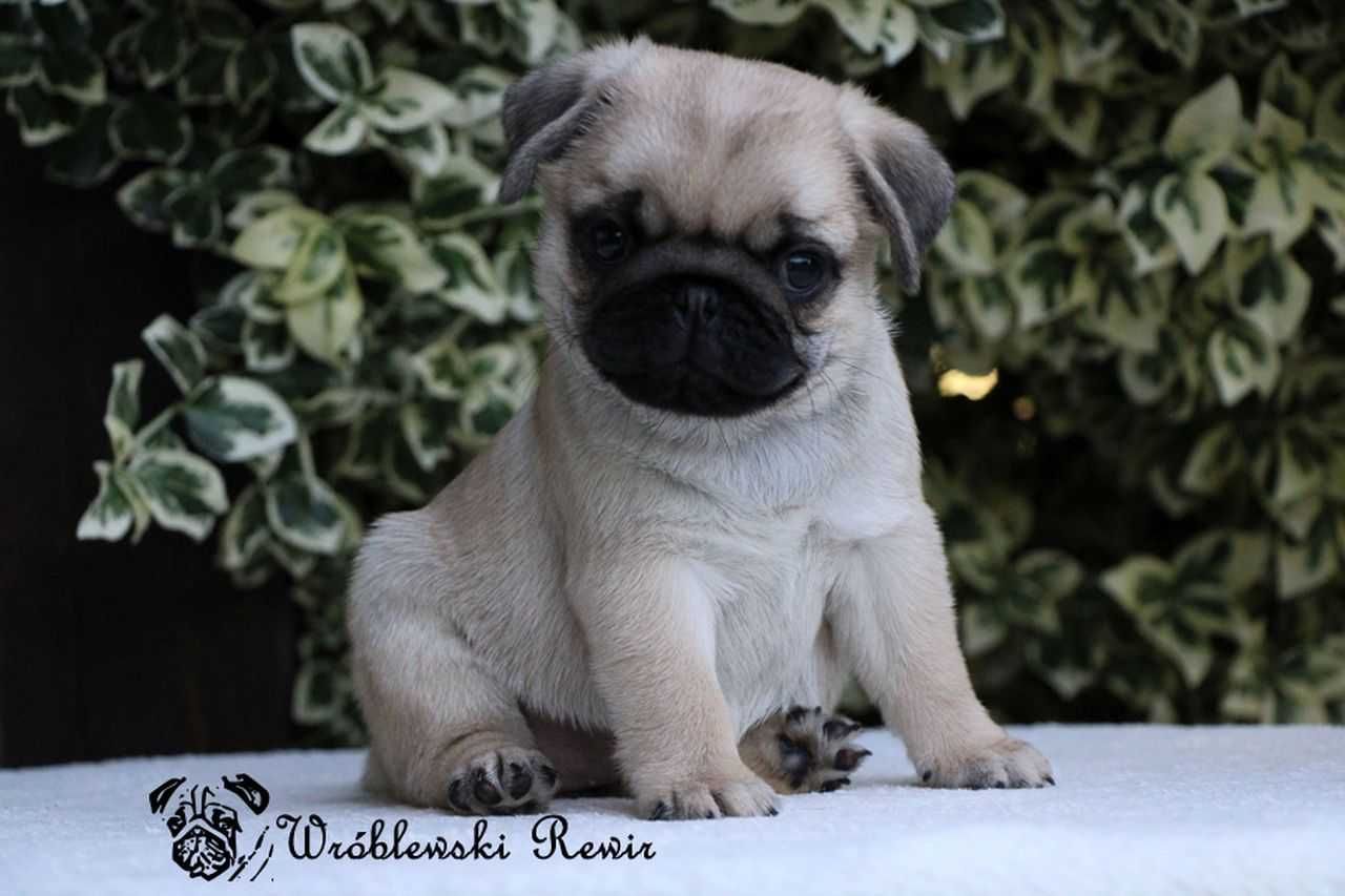 MOPS - śliczna dziewczynka - rodowód ZKwP / FCI