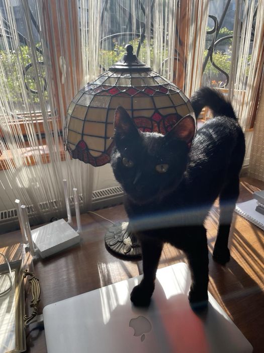 Віддам кота в добрі руки