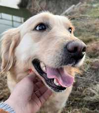 Golden retriever dorosła suczka