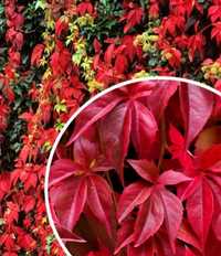 Sadzonki bluszcz Winlaub czerwone liscie jesienią