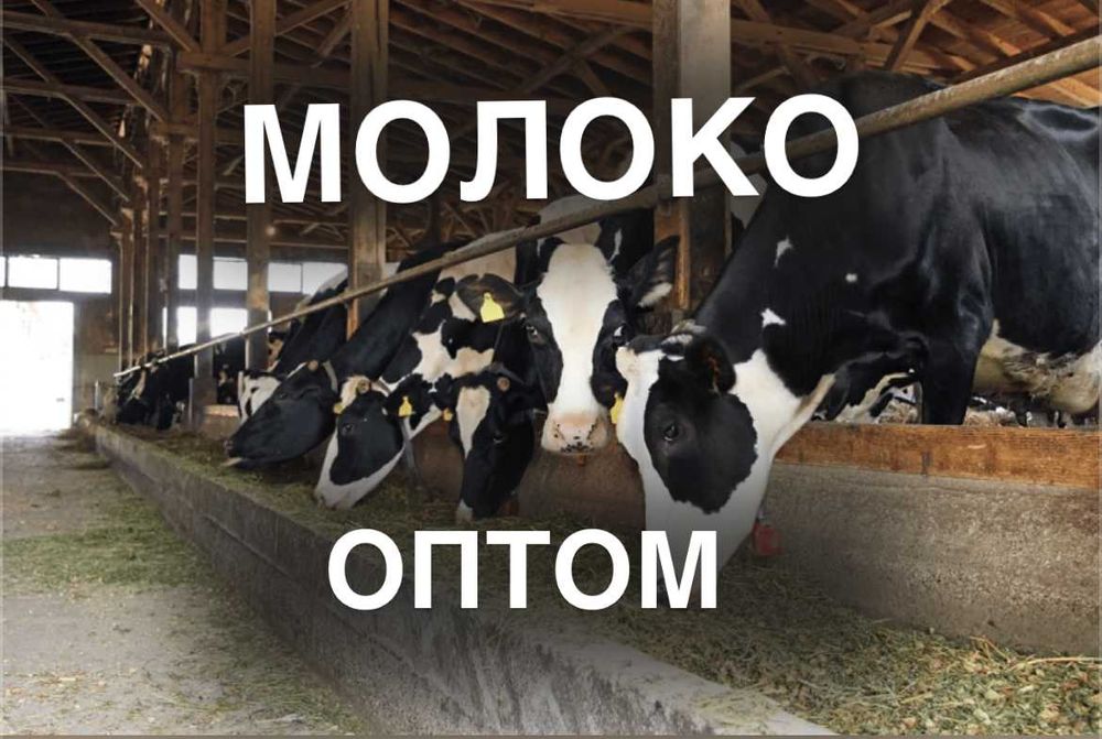 Продаж молока оптом від виробника – 5 000 кг/день Молоко опт