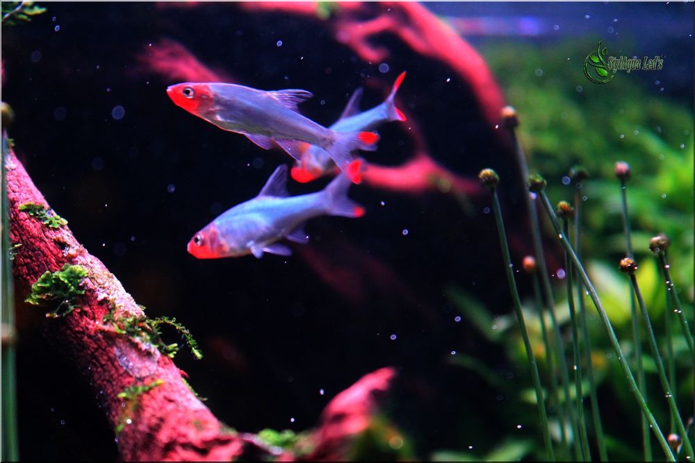 Akwarium Oświetlenie LED Projekt+Materiały