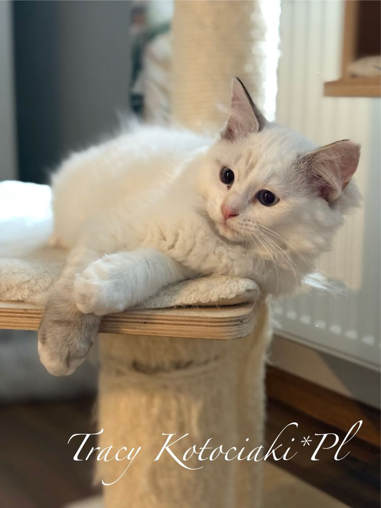Kotka rasy Ragdoll