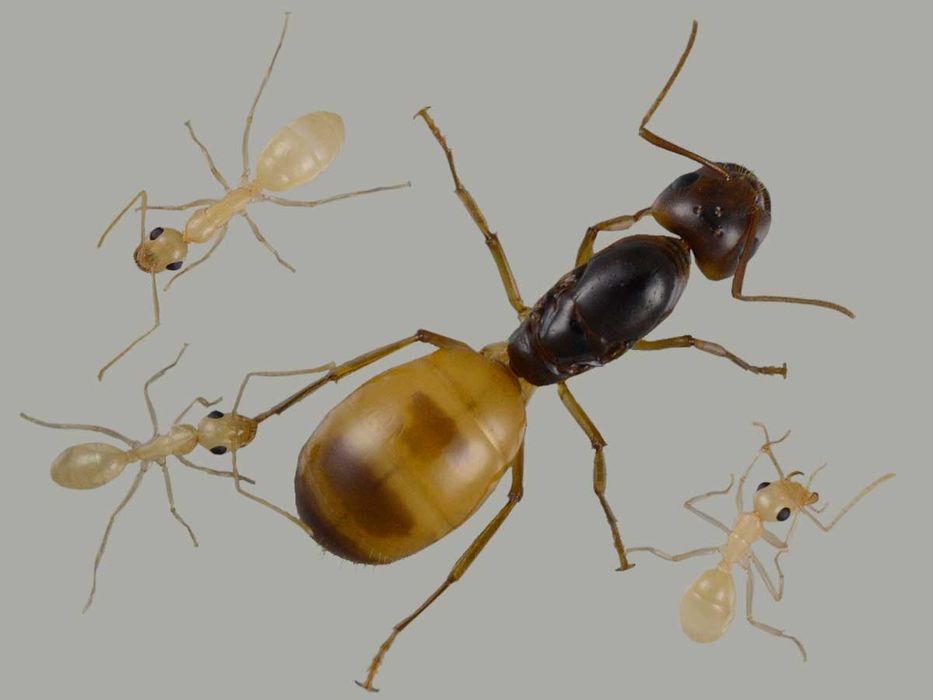 Мурахи Camponotus fedtschenkoi з формікарієм