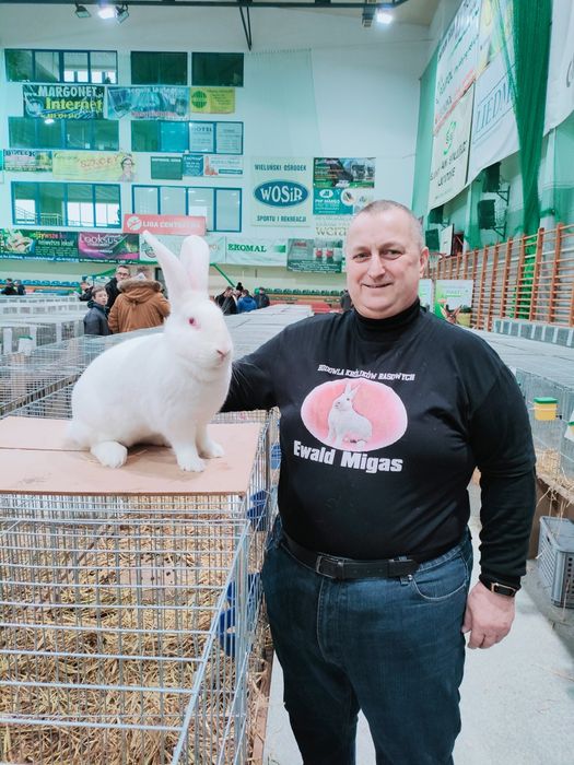 Młode Termondzkie Hodowla EW 345