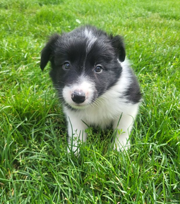 Border collie szczeniak