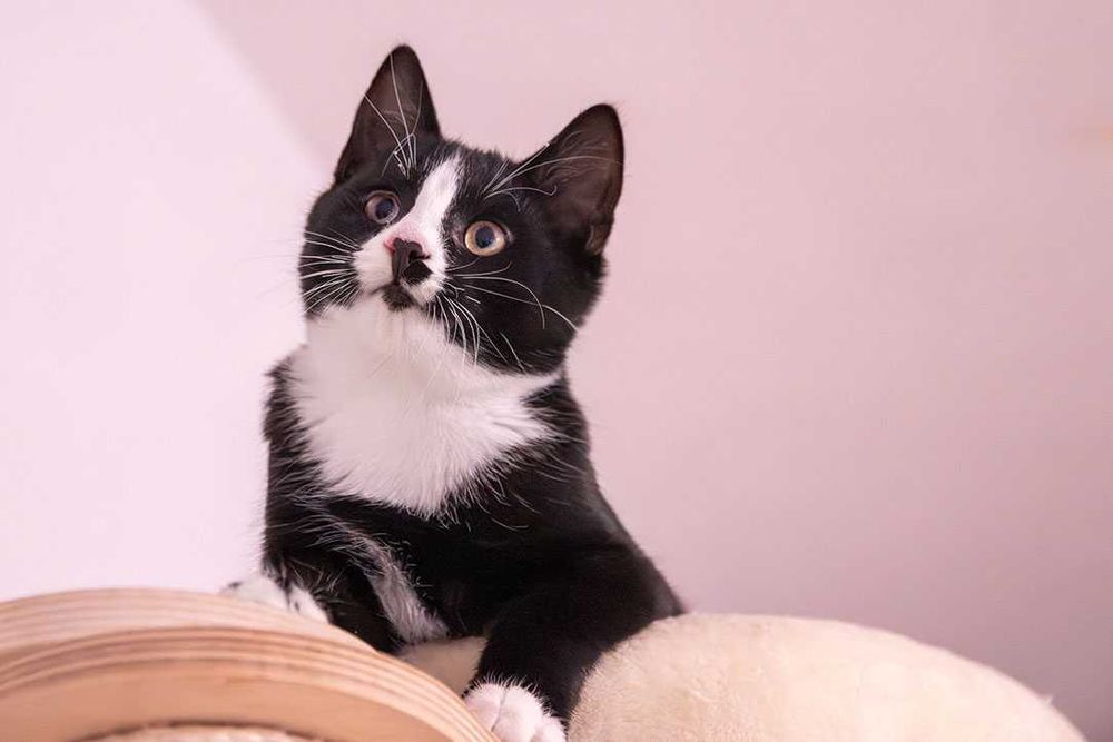 Czekam na najlepszy dom!