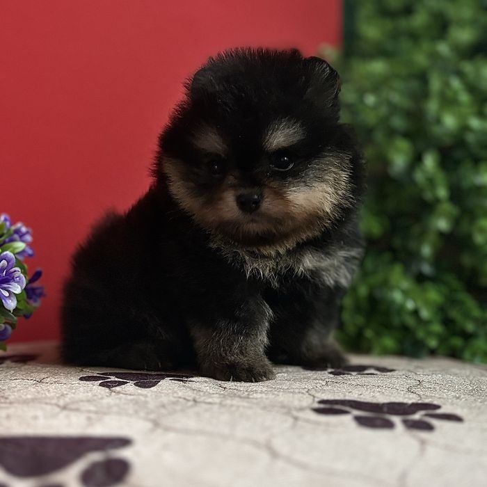 Хлопчик шоу класу тип ведмедика