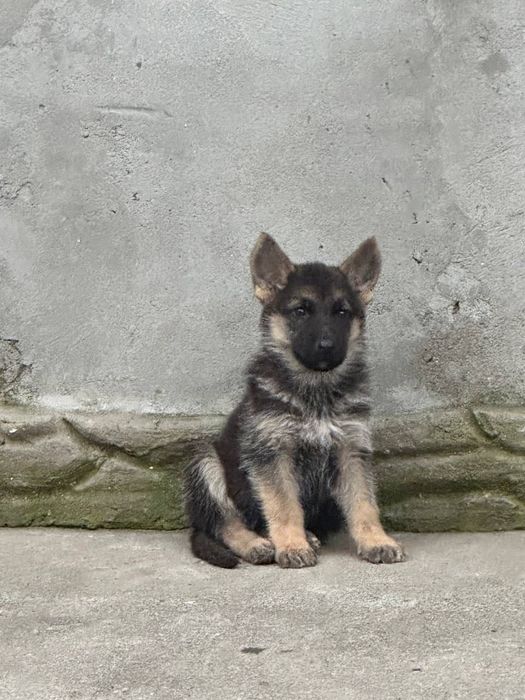 Продам цуценят німецької вівчарки