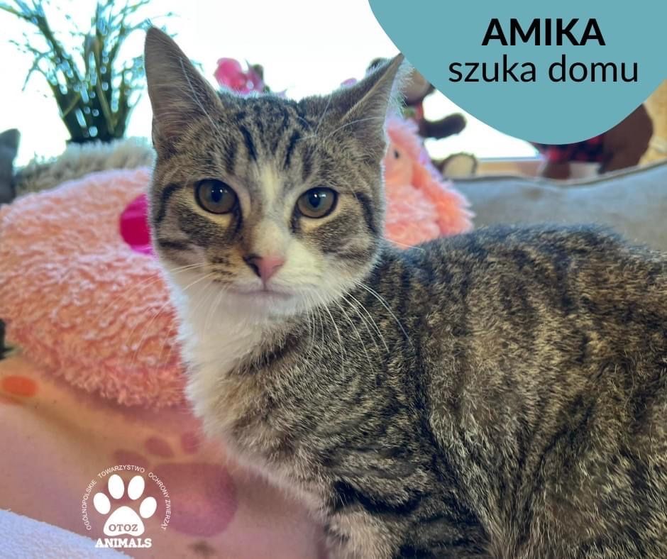 Znaleziono kotkę w Wejherowie-Amika szuka domu