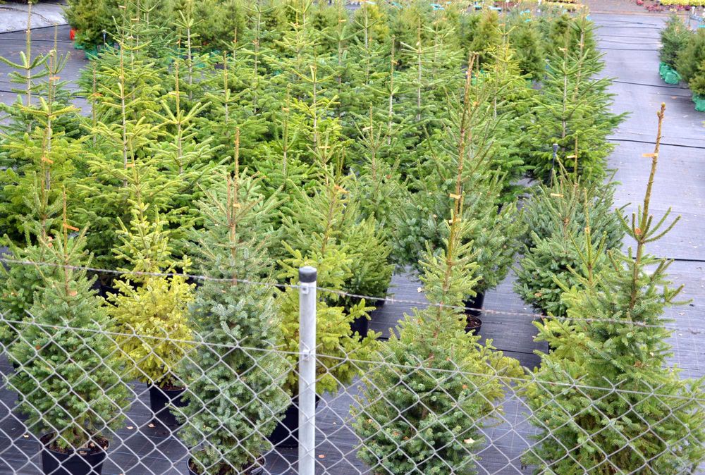 Jodła kalifornijska choinka formowana rosła w doniczce 8l.