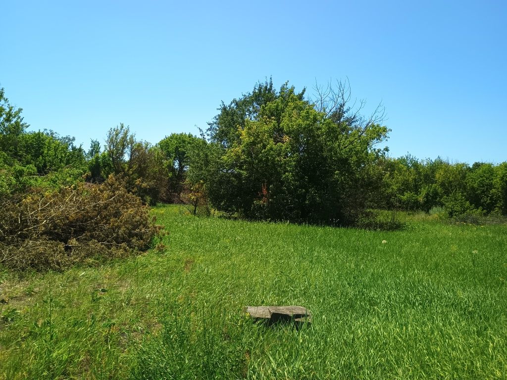 Продам дрова різних порід
