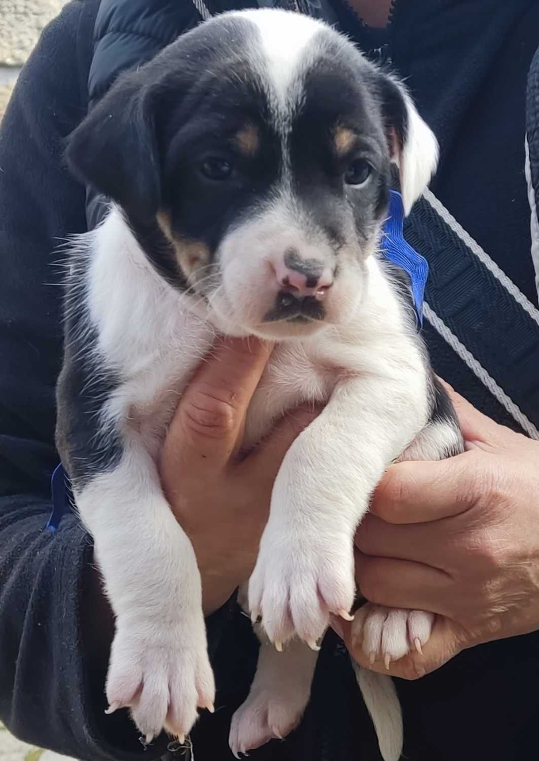 Cães de gado (resgados da rua )