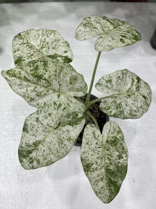 Алоказия macrophylla Splash Adora Batik вариегата