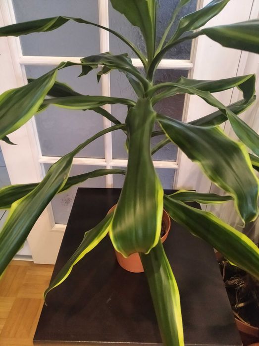 Sprzedam kwiaty doniczkowe