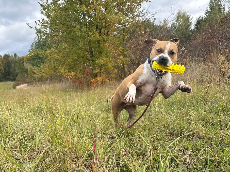 Ginger Pittbul szuka domu