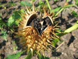 Bieluń dziędzierzawa nasiona, datura stramonium 10 zł za 100 nasion