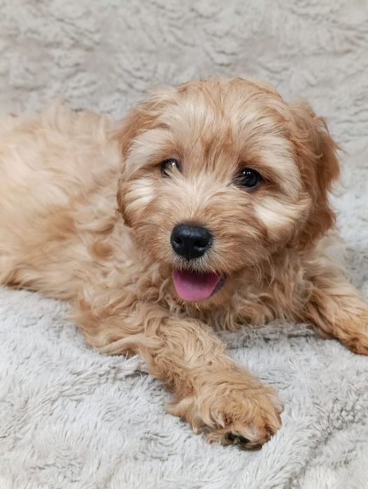 [[[Piesek Cavapoo]]]