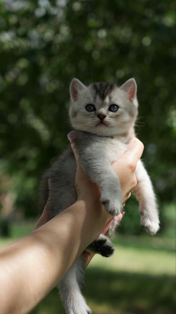 Королевские котята