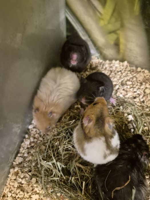 Chomik syryjski  Kraków(Swoszowice)