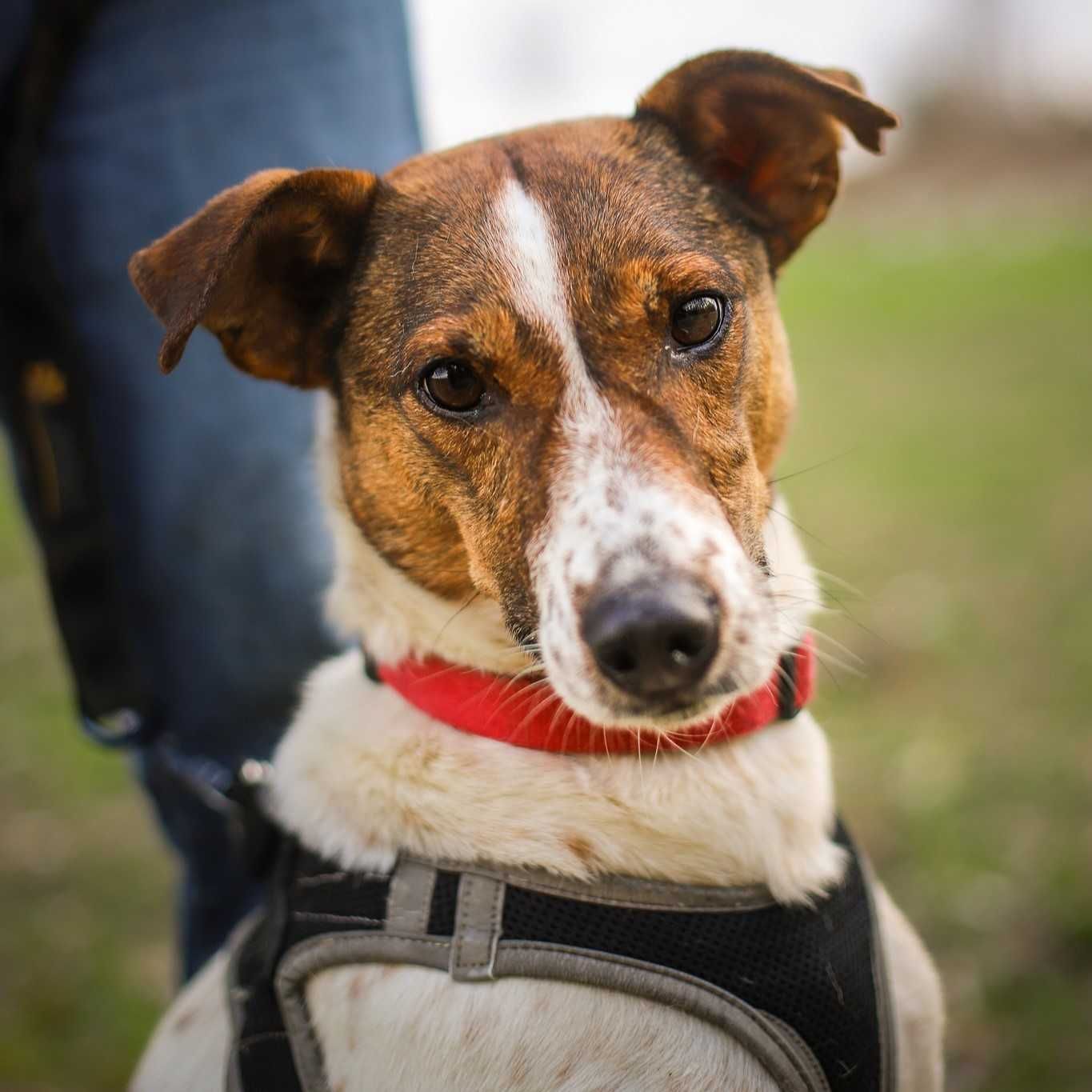 Domino - energiczny, wesoły - do adopcji. Schronisko Skierniewice