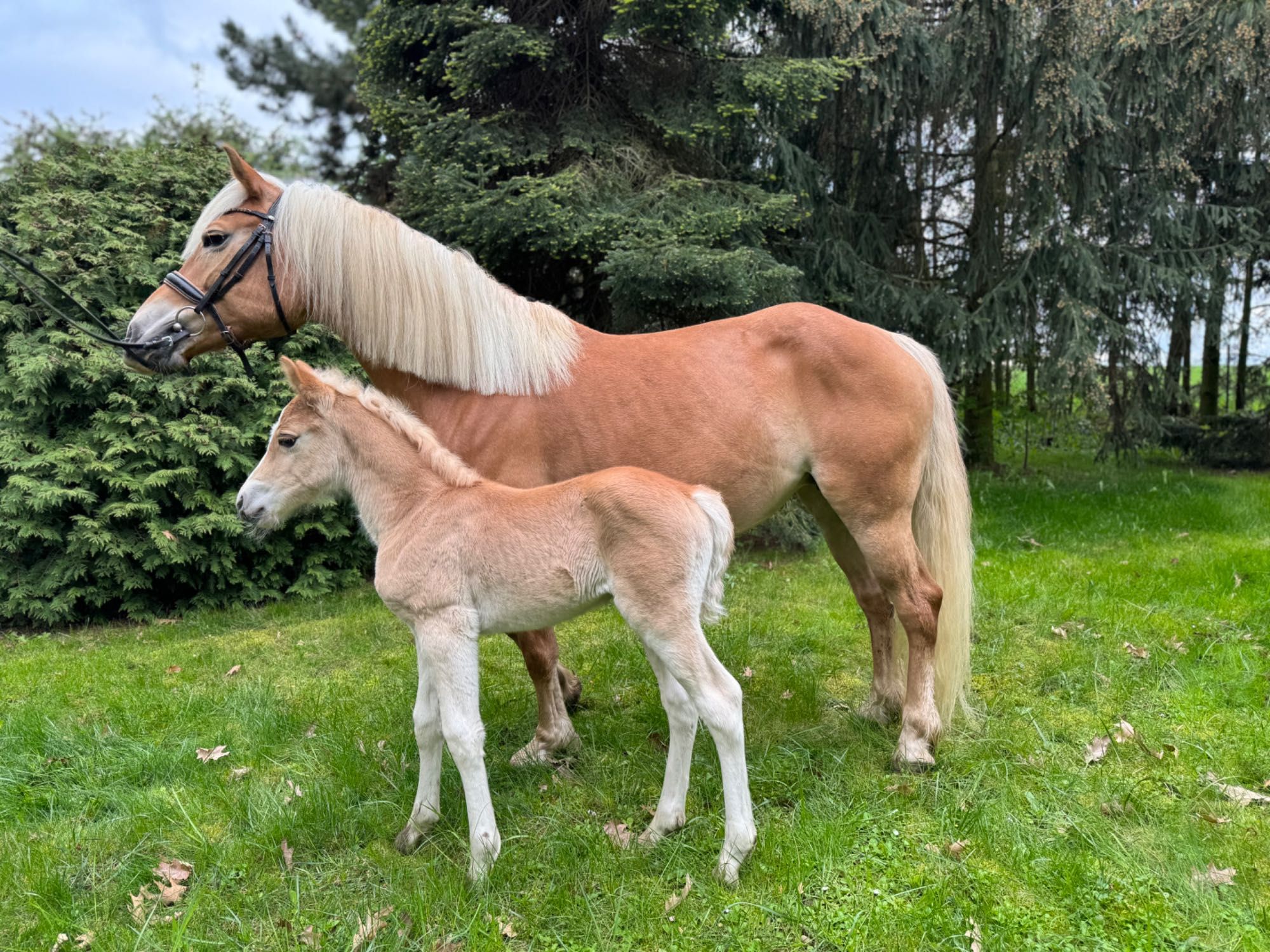 Haflinger ze źrebakiem kuc grupy D