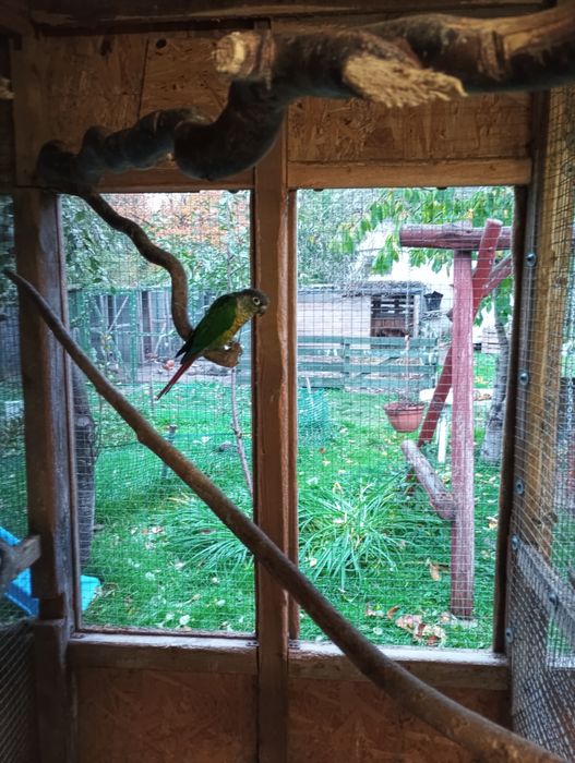 Sprzedam samca nimfy