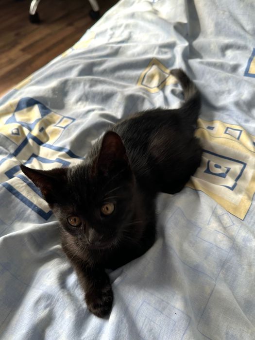 Чорне кошеня, вік 2 місяці