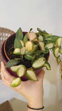 Hoya burtoniae variegata