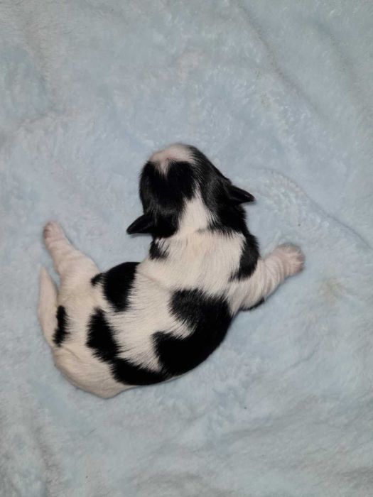 Yorkshire terrier biewer pieski