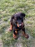 Dobermany z rodowodami-gotowe do odbioru