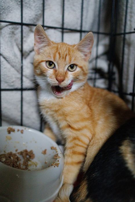 Serniczek do adopcji!