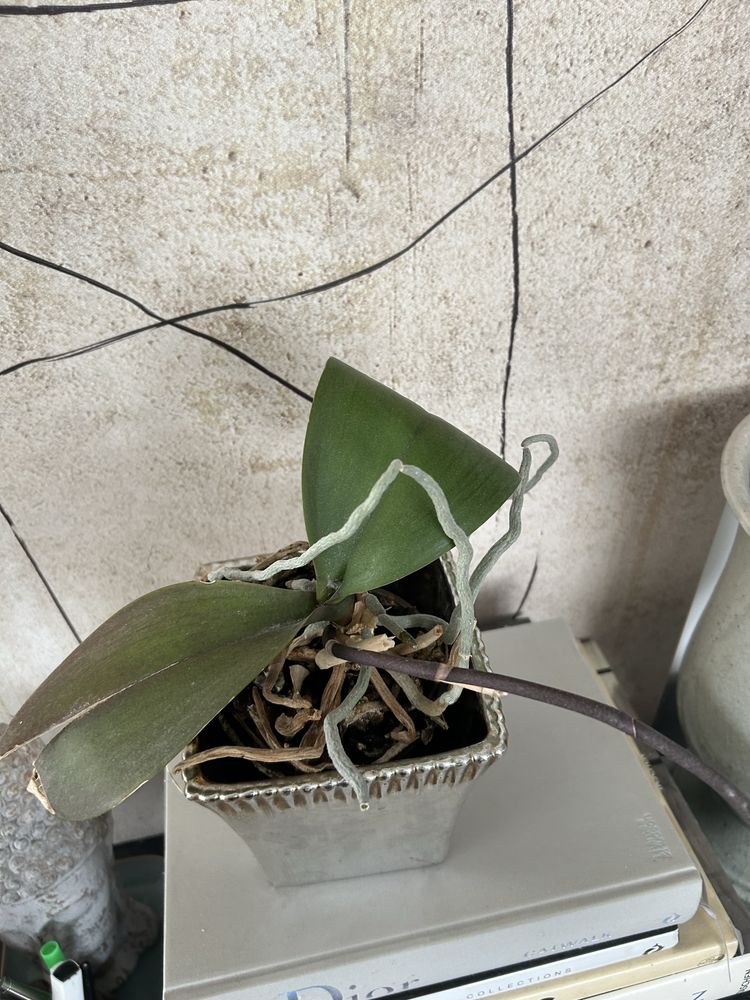 Storczyk orchidea z doniczkă