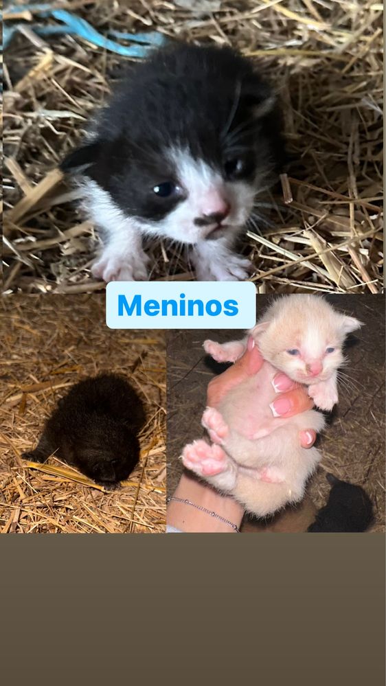 Gatinhas para adoçao