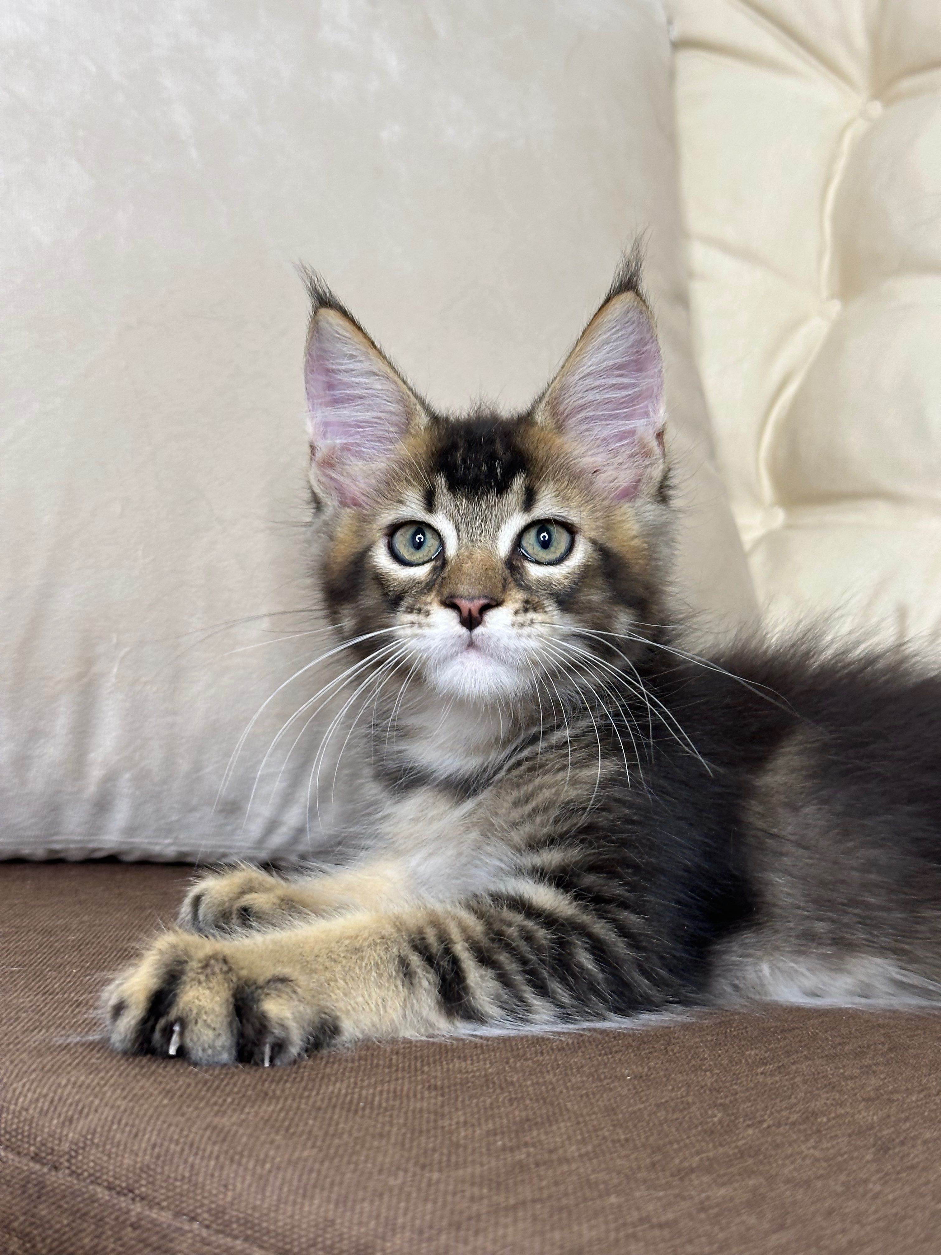 Daniel-Kocurek Maine Coon