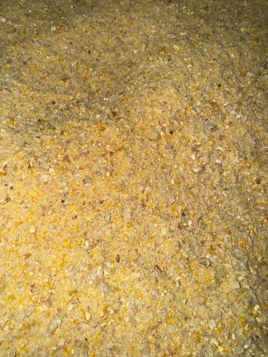 Kukurydza CCM w big bag