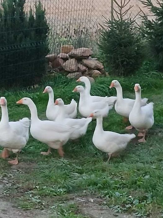 ekologiczne gęsi, kaczki