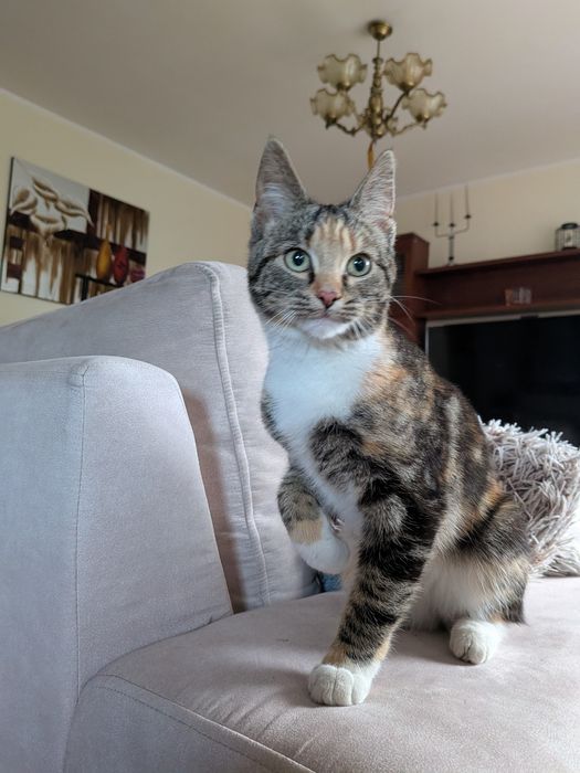 Znaleziony kot w lesie w Malachinie