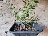 Pré-Bonsai de "Lagerstroemia Indica" *1  - *VENDA URGENTE (DESOCUPAR)*