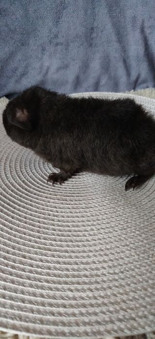 Морская свинка девочка 1мес