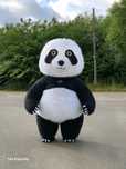 Miś panda dmuchany , na urodziny ,impreze wynajem