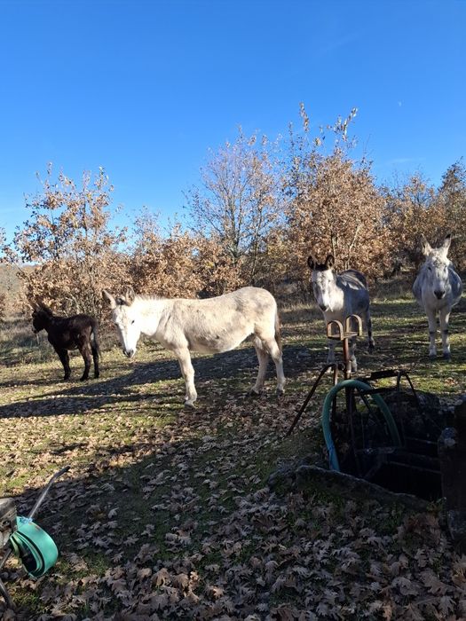 Vendo burras,todas prenhas