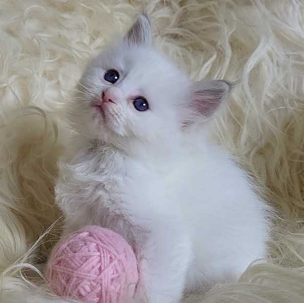 Koteczka Ragdoll z rodowodem WCF