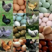 Кольорові яйця для інкубації. Різні породи