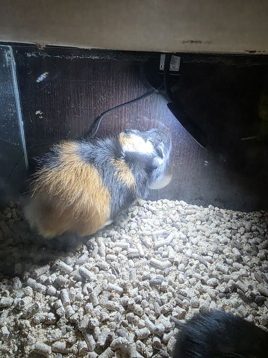 Oddam świnkę morską