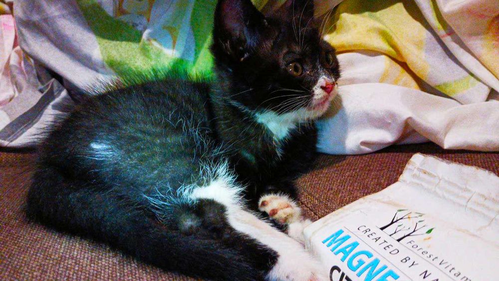 Котик Чорного Кольору З Білими Лапками